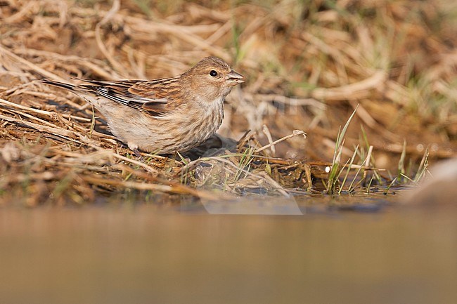 Linnet - BluthÃ¤nfling - Carduelis cannabina ssp. mediterranea, Croatia, 1st cy stock-image by Agami/Ralph Martin,