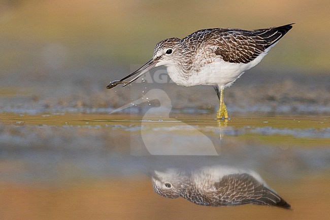 Greenshank (Tringa nebularia), adult with a caught fish, Campania, Italy stock-image by Agami/Saverio Gatto,