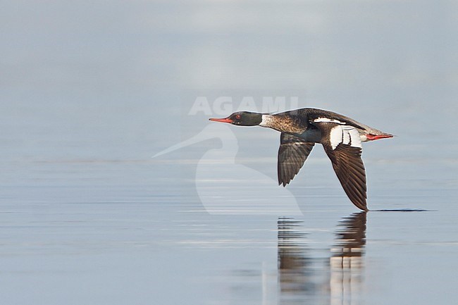 flying over the Hudson's Bay in Churchill Manitoba, Canada. stock-image by Agami/Glenn Bartley,