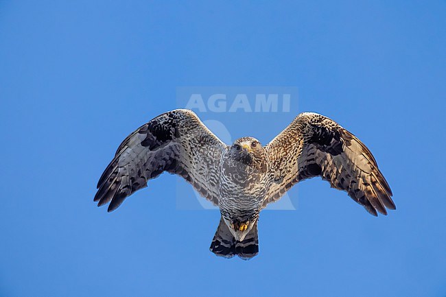 Rough-legged Buzzard (Buteo lagopus) in Norway. stock-image by Agami/Daniele Occhiato,