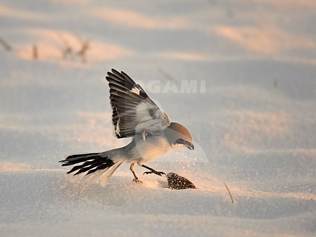 Great Grey Shrike adult catching a mouse; Klapekster volwassen muis vangend stock-image by Agami/Markus Varesvuo,