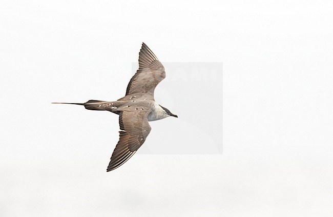 Long-tailed Skua (Stercorarius longicaudus) adult moulting to winter plumage, flying off Madeira above the Atlantic ocean stock-image by Agami/Marc Guyt,