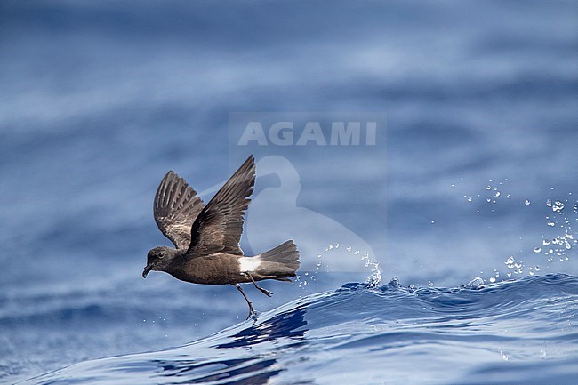 Madeiran Storm Petrel (Oceanodroma castro granti) also known as Band-rumped and Grant's Storm Petrel, a potential split, flying over the ocean off Madeira in the north Atlantic ocean. stock-image by Agami/Marc Guyt,