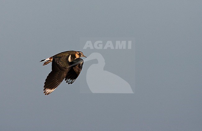 Adult Northern Lapwing (Vanellus vanellus) in winter plumage in flight at Starrevaart, Netherlands. showing upperwing. stock-image by Agami/Marc Guyt,