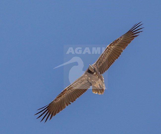 Egyptian Vulture (Neophron percnopterus) immature in flight stock-image by Agami/Roy de Haas,