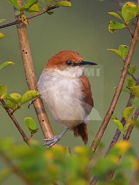 Red-and-white Spinetail (Certhiaxis mustelinus) at Puerto Nariño, Amazonas, Colombia. stock-image by Agami/Tom Friedel,