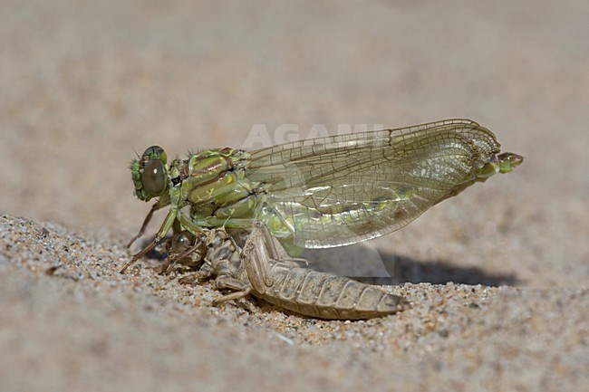 Uitsluipende Rivierrombout; Emerging Yellow-legged Clubtail stock-image by Agami/Arie Ouwerkerk,