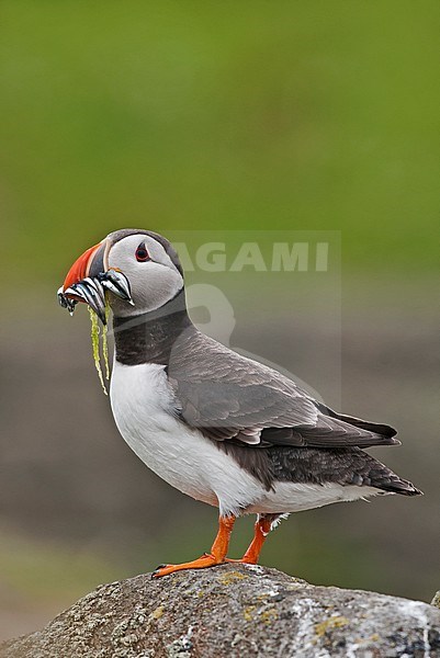 Atlantic Puffin (Fratercula arctica), adult standing in a colony on the Farne Island in the United Kingdom. Carrying fish in it’s beak. stock-image by Agami/Alain Ghignone,