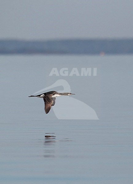 Parelduiker in vlucht; Black-throated Diver (Gavia arctica) in flight stock-image by Agami/Tomi Muukkonen,