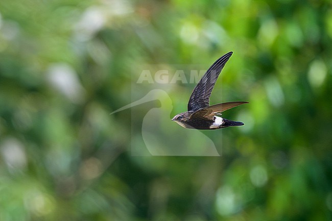 House Swift, Apus nipalensis, in Nakhon Ratchasima, Thailand. stock-image by Agami/Sylvain Reyt,