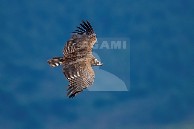 Adult Cinereous Vulture flying over Monfragüe NP, Spain. May 20, 2018. stock-image by Agami/Vincent Legrand,