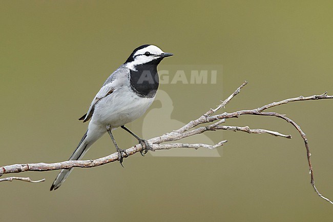 Adult male East Siberian Wagtail (Motacilla ocularis) in breeding plumage in Seward Peninsula, Alaska, United States. stock-image by Agami/Brian E Small,