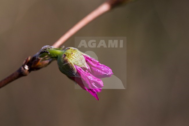 Salmonberry flower buds stock-image by Agami/Wil Leurs,
