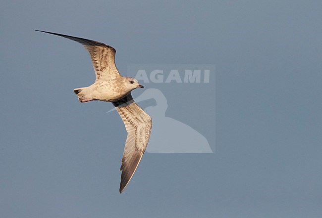 Onvolwassen Stormmeeuw in vlucht, Immature Mew Gull in flight stock-image by Agami/Markus Varesvuo,