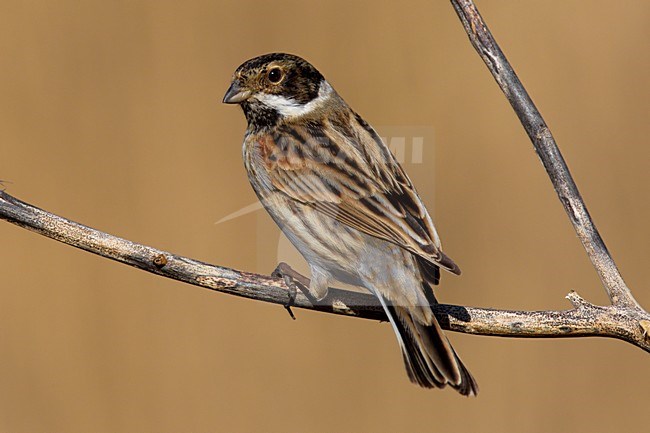 Mannetje Rietgors; Male Reed Bunting stock-image by Agami/Daniele Occhiato,