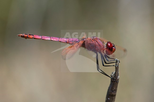 Mannetje Purperlibel, Male Trithemis annulata stock-image by Agami/Wil Leurs,