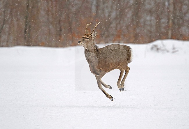 Sika Deer (Cervus nippon) running in the snow of Japan stock-image by Agami/Pete Morris,