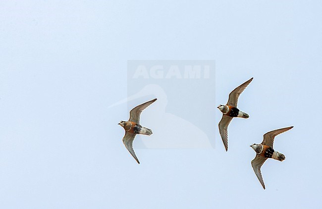 Adult Eurasian Dotterel (Charadrius morinellus) during spring migration on Wadden Island Texel in the Netherlands. stock-image by Agami/Marc Guyt,