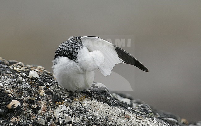Adult breeding male Snow Bunting (Plectrophenax nivalis nivalis), perched on the ground at Longyearbyen, Svalbard in arctic Norway. Preening flight feathers. stock-image by Agami/Helge Sorensen,
