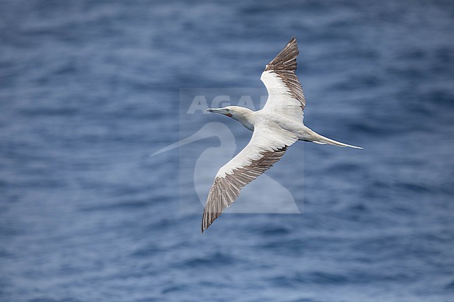 Flying Red-footed Booby (Sula sula) against the sea as a blue background, white morph, near Raso island, Cape Verde. stock-image by Agami/Sylvain Reyt,