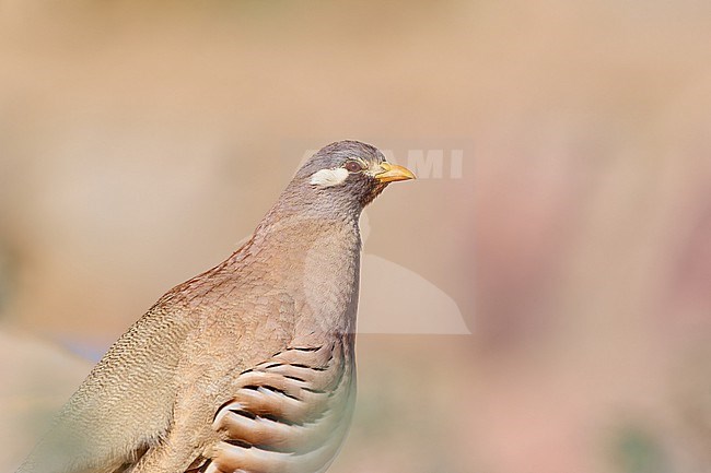 Sand Partridge (Ammoperdix heyi), male portrait, room for text, Israel stock-image by Agami/Tomas Grim,