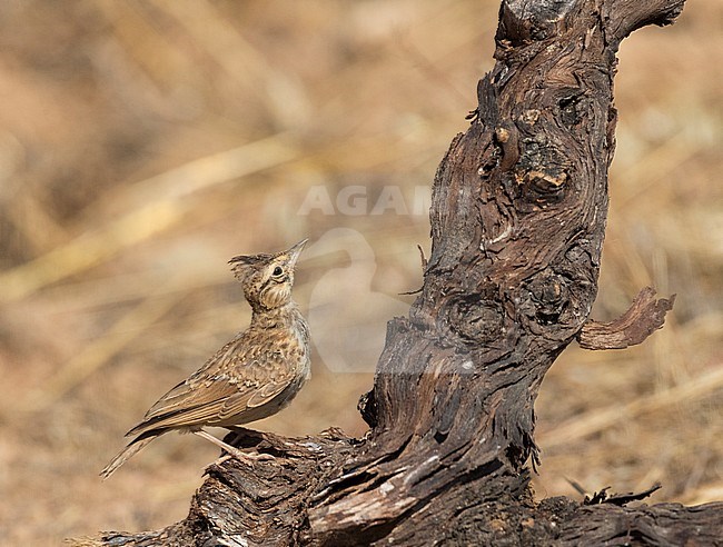 Immature Theklaleeuwerik (Galerida theklae) in Spannish steppes stock-image by Agami/Marc Guyt,