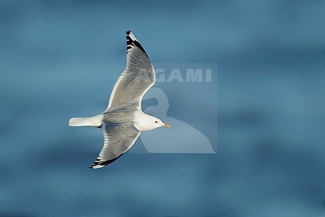 Adult breeding Short-billed Gull, Larus brachyrhynchus, during spring in Alaska, United States. stock-image by Agami/Brian E Small,