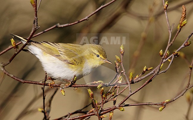 Fluiter zittend op takje; Wood Warbler perched on a branch stock-image by Agami/Markus Varesvuo,