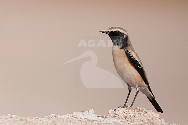 A young male Desert Wheatear (Oenanthe deserti) is seen standing on a stony ledge against a clear light pink background in the desert of Oman. stock-image by Agami/Jacob Garvelink,