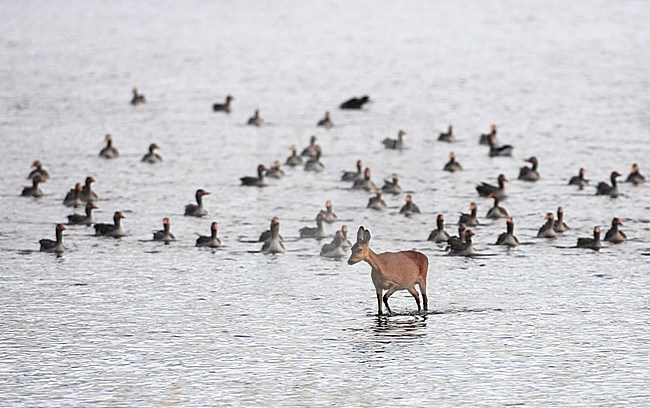 Ree; Roe deer stock-image by Agami/Jacques van der Neut,