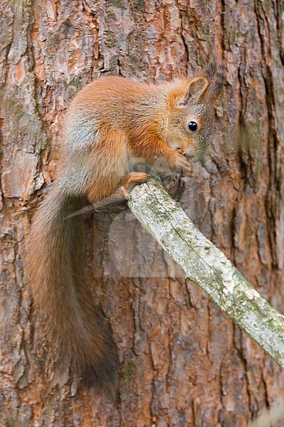 Red Squirrel (Sciurus vulgaris), adult feeding and sitting on a pine branch stock-image by Agami/Saverio Gatto,