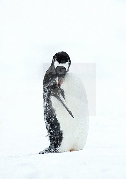 Gentoo Penguin (Pygoscelis papua) on Brown Bluff beach in Antarctica. Adult preening in the snow. stock-image by Agami/Marc Guyt,