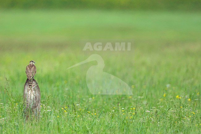 Adult female Merlin ( Falco columbarius aesalon) during spring season in breeding area in Russia (Baikal). stock-image by Agami/Ralph Martin,