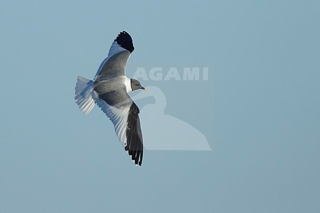 Adult summer plumaged Sabine's Gull (Xema sabini) at
Seward Peninsula, Alaska, USA. stock-image by Agami/Brian E Small,