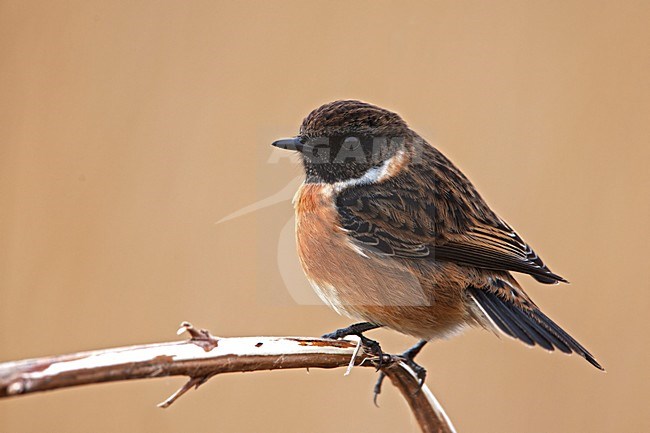 Man Roodborsttapuit, Male European Stonechat stock-image by Agami/Rob Olivier,