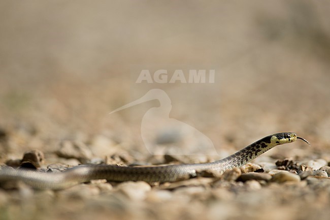Voortbewegende Esculaapslang, Moving Aesculapian snake stock-image by Agami/Rob de Jong,