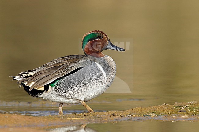 Adult male
Maricopa Co., AZ
January 2015 stock-image by Agami/Brian E Small,