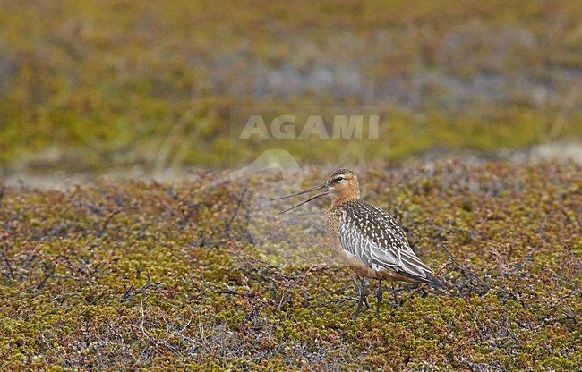 Bar-tailed Godwit adult perched on tundra; Rosse Grutto adult zittend op toendra stock-image by Agami/Jari Peltomäki,