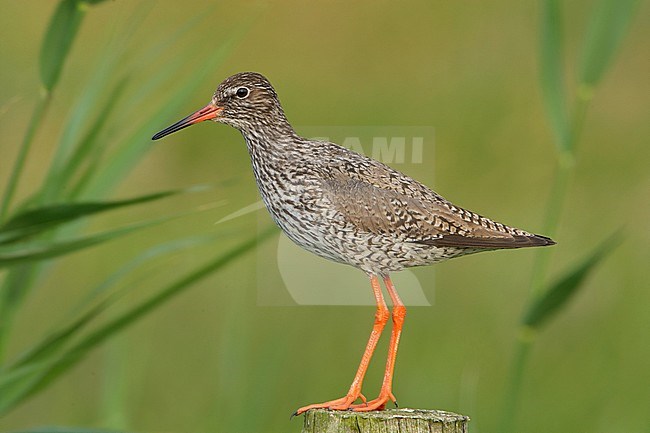 Tureluur zittend op een paal in een weiland; Common Redshank perched on a fench pole stock-image by Agami/Arie Ouwerkerk,