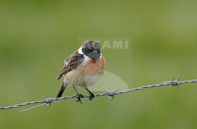 Roodborsttapuit mannetje zittend op prikkeldraad; European Stonechat male perched on barbed wire stock-image by Agami/Reint Jakob Schut,