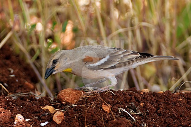 Geelhalsmus zittend; Chestnut-shouldered Petronia perched stock-image by Agami/Daniele Occhiato,