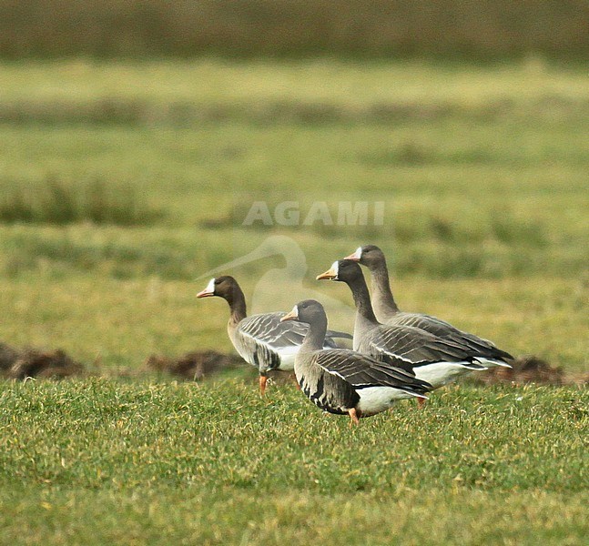 Greenland White-fronted Goose (Anser albifrons flavirostris) in a green meadow during winter in the Netherlands stock-image by Agami/Fred Visscher,