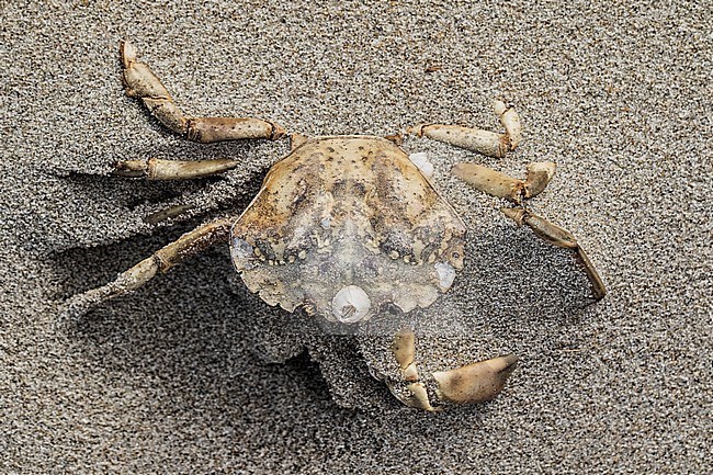 Dead Flying crab on the North Sea beach stock-image by Agami/Wil Leurs,
