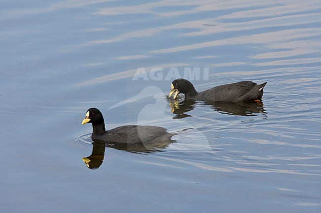 Zwemmende Roodbandmeerkoet; Swimming Red-gartered Coot stock-image by Agami/Marc Guyt,