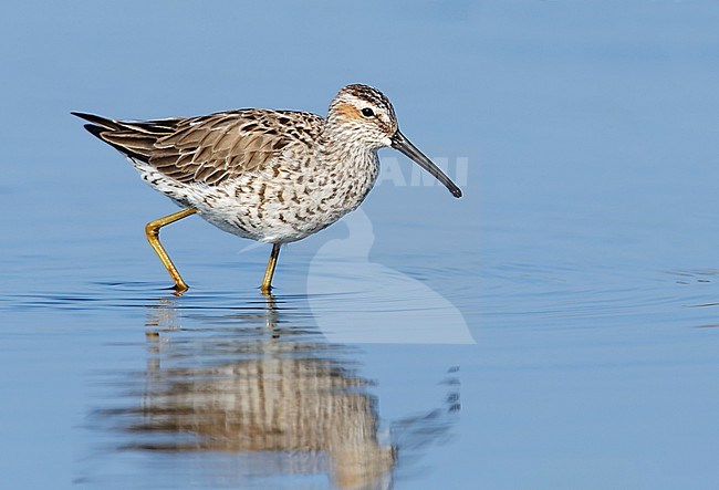 Adult in transition to breeding
Galveston Co., TX
April 2014 stock-image by Agami/Brian E Small,