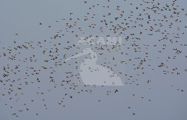 Houtduif groep in vlucht; Common Wood Pigeon flock in flight stock-image by Agami/Markus Varesvuo,