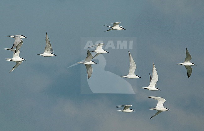 Gull-billed Tern (Gelochelidon nilotica), group in flight, seen from the side. stock-image by Agami/Fred Visscher,