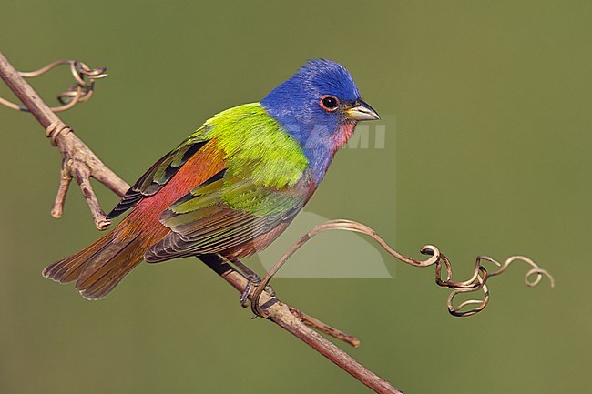 Adult male breeding
Galveston Co., TX
April 2006 stock-image by Agami/Brian E Small,