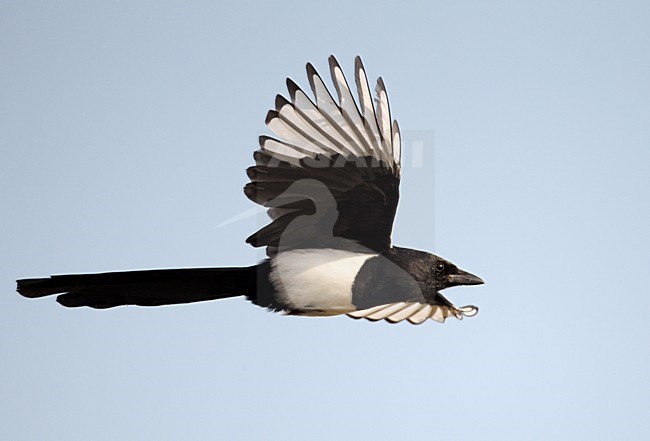 Ekster in de vlucht; Eurasian Magpie in flight stock-image by Agami/Markus Varesvuo,