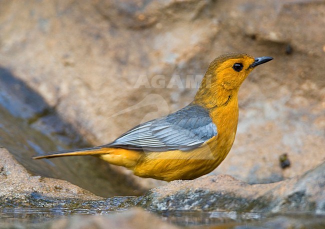 Roodkap-lawaaimaker, Red-capped Robin-chat, Cossypha natalensis stock-image by Agami/Marc Guyt,